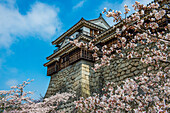 Kirschblüte in der Burg Matsuyama, Shikoku, Japan, Asien