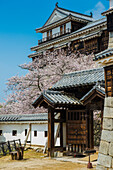 Kirschblüte in der Burg Matsuyama, Shikoku, Japan, Asien