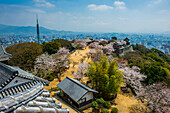 Kirschblüte in der Burg Matsuyama, Shikoku, Japan, Asien