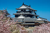 Cherry blossom in Matsuyama Castle, Shikoku, Japan, Asia