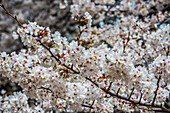 Kirschblüte im Shinjuku-Gyoen Park, Tokio, Honshu, Japan, Asien