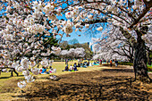 Picknick in der Kirschblüte im Shinjuku-Gyoen-Park, Tokio, Honshu, Japan, Asien