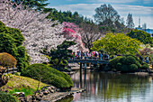 Cherry blossom in the Shinjuku-Gyoen Park, Tokyo, Honshu, Japan, Asia