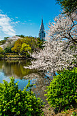 Kirschblüte im Shinjuku-Gyoen Park, Tokio, Honshu, Japan, Asien