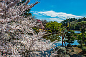 Cherry blossom in the Shinjuku-Gyoen Park, Tokyo, Honshu, Japan, Asia