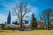 Picknick in der Kirschblüte im Shinjuku-Gyoen-Park, Tokio, Honshu, Japan, Asien