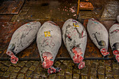 Frozen tuna in the Tsukiji Fish Market, Tokyo, Honshu, Japan, Asia