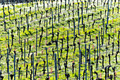 Frühling in den Weinbergen von Franciacorta, Provinz Brescia, Region Lombardei, Italien, Europa