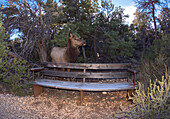 Ein weiblicher Elch, der entlang des Greenway Trail zwischen Pima Point und Monument Creek Vista aus dem Wald kam, Grand Canyon, Arizona, Vereinigte Staaten von Amerika, Nordamerika