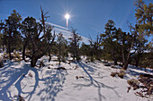 Der Kaibab-Wald im Winter nahe dem Waldron Canyon westlich von Hermits Rest, Grand Canyon, Arizona, Vereinigte Staaten von Amerika, Nordamerika