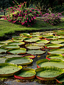 Giant lilies, Botanical Gardens, Kolkata, West Bengal, India, Asia