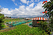 Excessive water hyacinth growth and fish cage farms on this large lake that suffers from pollutants, climate change heating and reduced oxygen, Lake Tondano, Minahasa, North Sulawesi, Indonesia, Southeast Asia, Asia