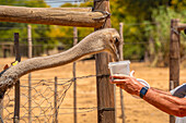 View of a visitor feeding an Ostrich at Safari Ostrich Farm, Oudtshoorn, Western Cape, South Africa, Africa