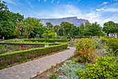 View of Rose Garden in Company's Garden and Table Mountain in background, Cape Town, Western Cape, South Africa, Africa