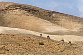 Israel, Region Judäa und Samaria, Judäische Wüste, Kfar Hanokdim, Gebiet des Massada-Nationalparks im Naturschutzgebiet Ein Gedi