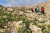 Israel, Judean and Samaria region, Judean desert, trekking at Kfar Hanokdim, area of Masada National Park et Ein Gedi Nature Reserve