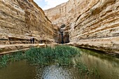 Israel, Südlicher Bezirk, Negev-Wüste, Ein Avdat Canyon