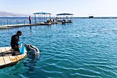 Israel, Südlicher Bezirk, Eliat, Delphin-Tauchzentrum