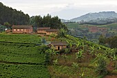 Ruanda, Landesmitte, Lehmhäuser auf einem mit Tee bepflanzten Hügel