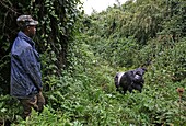 Ruanda, Volcanoes National Park, männlicher Berggorilla oder Silberrücken in einer Waldlichtung neben einem ruandischen Ranger