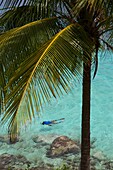 Kolumbien, Providencia Insel, Cayo Cangrejo, Taucher beim Schnorcheln im Karibischen Meer