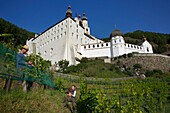 Italien, autonome Provinz Bozen, Vinschgau, Winzer bei der Arbeit im höchstgelegenen Weinberg Europas am Fuße des Klosters Marienberg