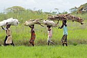 Burundi, Nature Reserve of Rusizi, Collection of wood by women