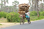 Burundi, Nature Reserve of Rusizi, Collection of wood