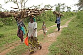 Burundi, Nature Reserve of Rusizi, Collection of wood by women