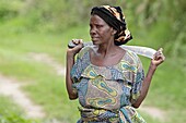 Burundi, Nature Reserve of Rusizi, Collection of wood by women