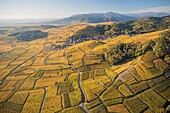 France, Haut Rhin, Alsace Wine Route, Katzenthal, Saint Nicolas church, Wineck castle, vineyard (aerial view)