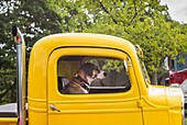 United States, New England, Massachusetts, Cape Ann, Gloucester, dog sitting inside yellow pickup truck