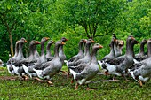 France, Dordogne, flock of gooses