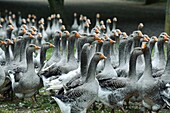 France, Dordogne, flock of gooses