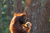 Indonesien, Borneo, Tanjung Puting Nationalpark, Borneo-Orang-Utan (Pongo pygmaeus pygmaeus), erwachsenes Weibchen mit einem Baby