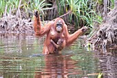 Indonesien, Borneo, Tanjung Puting National Park, Borneo Orang-Utan (Pongo pygmaeus pygmaeus), Erwachsenes Weibchen mit Baby am Wasser des Sekonyer Flusses