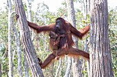 Indonesien, Borneo, Tanjung Puting National Park, Borneo Orang-Utan (Pongo pygmaeus pygmaeus), Erwachsenes Weibchen mit Baby am Wasser des Sekonyer Flusses