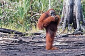 Indonesien, Borneo, Tanjung Puting Nationalpark, Borneo-Orang-Utan (Pongo pygmaeus pygmaeus), am Ufer des Sekonyer-Flusses