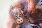 Indonesien, Borneo, Tanjung Puting National Park, Borneo Orang-Utan (Pongo pygmaeus pygmaeus), Erwachsenes Weibchen mit Baby am Wasser des Sekonyer Flusses