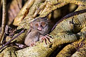 Indonesien, Celebes, Sulawesi, Tangkoko-Nationalpark, Spektral-Tarsier (Tarsius spectrum, auch Tarsius tarsier genannt)