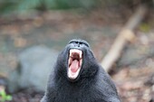 Indonesien, Celebes, Sulawesi, Tangkoko-Nationalpark, Celebes-Schopfmakak, Sulawesi-Schopfmak, oder der Schwarze Affe (Macaca nigra), erwachsenes Männchen gähnend