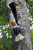 Indonesien, Celebes, Sulawesi, Tangkoko-Nationalpark, Rotknopf-Hornvogel (Rhyticeros cassidix), in der Nähe des Nestes