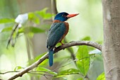 Indonesia, Celebes, Sulawesi, Tangkoko National Park, Green-backed kingfisher (Actenoides monachus)