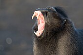 Indonesien, Celebes, Sulawesi, Tangkoko-Nationalpark, Celebes-Schopfmakake, Sulawesi-Schopfmakake oder Schwarzer Affe (Macaca nigra), Männchen