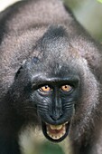 Indonesien, Celebes, Sulawesi, Tangkoko-Nationalpark, Celebes-Schopfmakake, Sulawesi-Schopfmakake oder Schwarzer Affe (Macaca nigra), Männchen