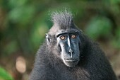 Indonesien, Celebes, Sulawesi, Tangkoko-Nationalpark, Celebes-Schopfmakake, Sulawesi-Schopfmakake oder Schwarzer Affe (Macaca nigra), Männchen