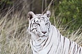 Südafrika, Privates Reservat, Asiatischer (Bengalischer) Tiger (Panthera tigris tigris), ruhend