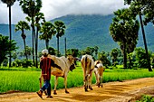 Kambodscha, Kompong Chhnang oder Kampong Chhnang, Schafhirte mit seiner Ochsenherde