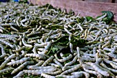 Cambodia, handicraft, silk work, silkworms breeding