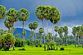 Kambodscha, Kompong Chhnang oder Kampong Chhnang, Palmen